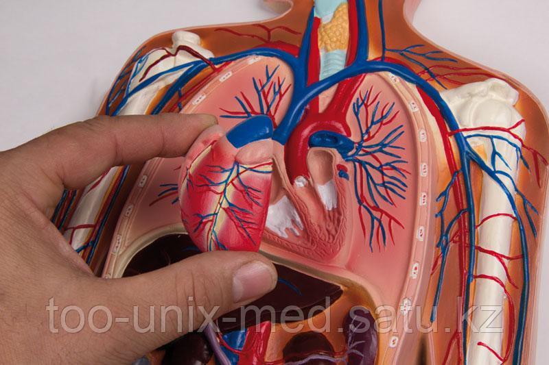 Система кровообращения, рельефная модель, в половину от натурального размера