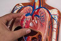 Система кровообращения, рельефная модель, в половину от натурального размера