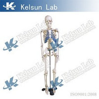 Скелет человека на роликовой подставке (170 см)