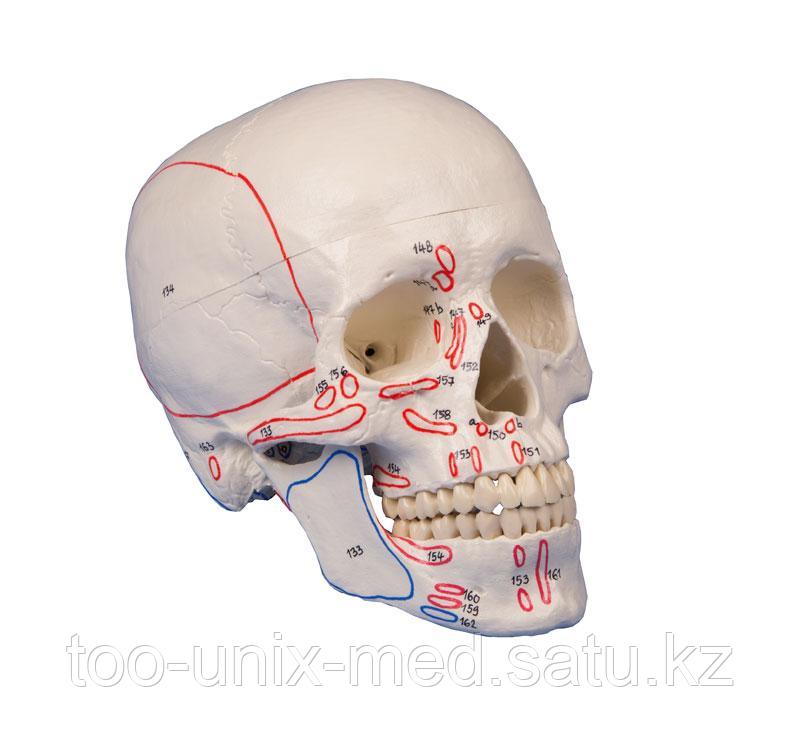 Модель черепа из 3 частей, с обозначением мышц