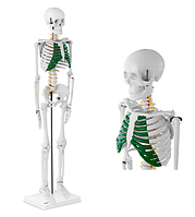 Анатомическая модель скелета человека 85 см