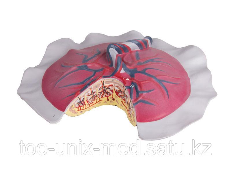 Плацентарное кровообращение