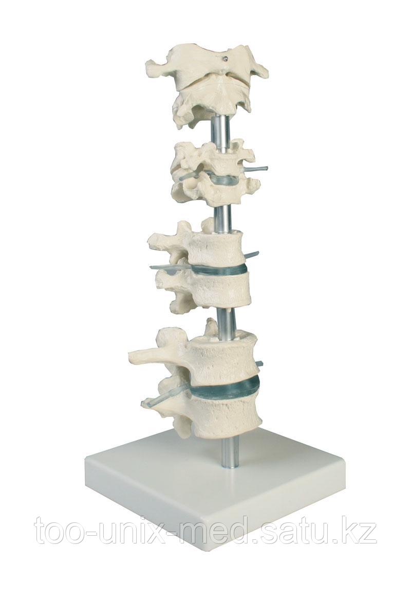 Коллекция позвонков, 8 позвонков, с подставкой