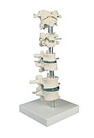 Коллекция позвонков, 8 позвонков, с подставкой