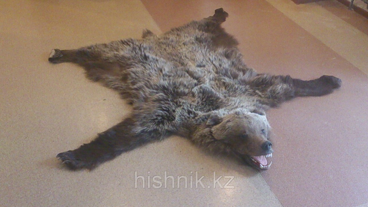 Шкура медведя