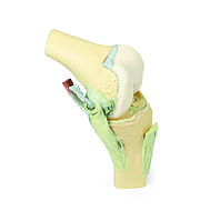 Коленный сустав, согнутый, Кат.№ MP1800