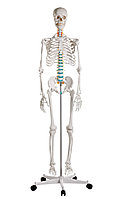 Дидактический скелет «Оскар»