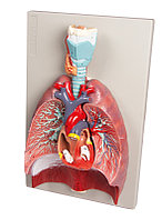 Легкие, сердце и глотка, 7 частей