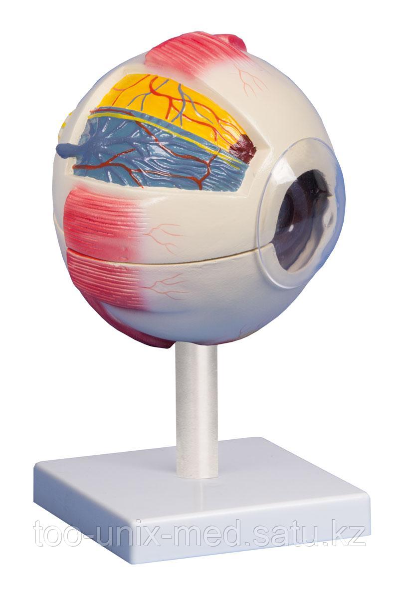 Глаз, увеличенный в 6 раз, 6 частей