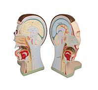 Голова и шея, 5 частей