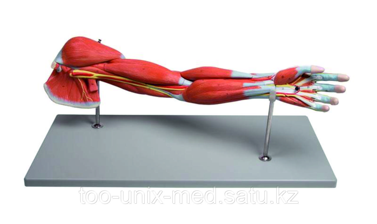 Мышцы рук, 7 съёмных частей