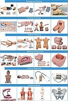 Учебные анатомический муляж человека в комплекте