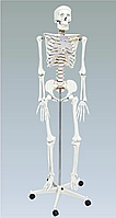 Скелет человека